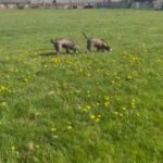 Silver Labrador Girl in Rotherham