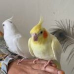 Tame/Untame Cockatiels For Sale in London