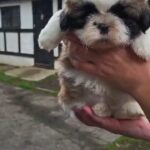 shih tzu in Crawley