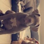 Bossy/Sinatra ? ? Akbc Registered Puppy’s Ready Now in North West Leicestershire