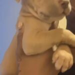 Standard Bully Puppy in London