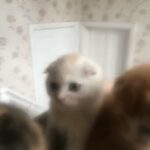 Scottish Fold Kittens in Birmingham