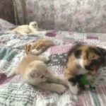 3stunning Fold Kittens in Birmingham
