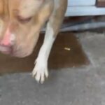 Puppies in Tameside