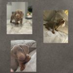 Mini Dachshund Boy in Walsall