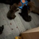 Presa Cross Cane Corsa Puppies :) in London