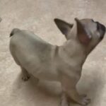 ?1 Gorgeous Fawn Boy Left!? in Wychavon