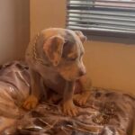 MINI the American Bully in Bristol
