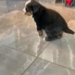 Bernese Mountain Dog in West Lindsey