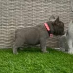 Lilac Trindle Female in Liverpool