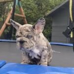 Blue Merle Carrying Isabella in Liverpool