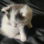 kittens in Bradford
