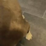 French Bulldog Choc And Tan , KC Reg in York
