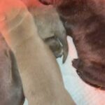 Male Cane Corso X Cane Corso Ridgeback Puppies in Stockton-on-Tees