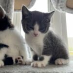 One Kittens LEFT- mum British Short Hair in Bristol