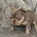 kc reg Isabella and tan frenchbulldog pupps in Sheffield