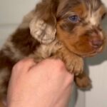 Long Haired Miniature Dachshunds? in Cardiff
