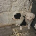 old english sheepdog in Crawley