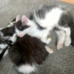 Maine Coon in Bradford