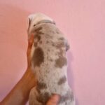 Lilac Tri Merle in Liverpool