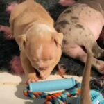 POCKET BULLYS READY TO LEAVE NOW in Doncaster