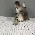 Maine Coon kitten girl Classic Tabby shaded line in Wakefield