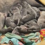 Cane Corso Pups in Newcastle upon Tyne