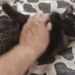 GCCF registered Maine Coon kittens in Doncaster