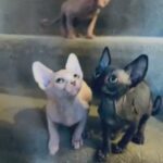 ??? Last Three Babies Looking For New Family ? in Mansfield