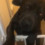 Shar Pei X in Rhondda Cynon Taf