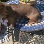 STUD ONLY isabella miniature dachshund in Colchester