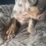 Gorgeous Lilac Tan Merle Boys in Lincoln