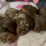 Beautiful Top Quality  Miniature Dachshund Litter in Basildon