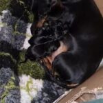 READY NOW 1 girl.left. gorgeous show quality standard dachshund puppies in Purbeck