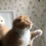 3 Stunning Fold Kittens For Rehoming in Birmingham