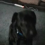 Enzo urgent home needed in South Ribble