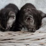 Bengal Kittens in Torbay