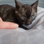 Melanistic Bengals in Torbay