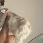 amazing pups in Chesterfield