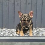 Big rope french bulldog Female in Derby