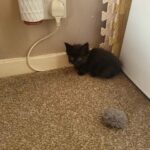 mainecoon kittens in London