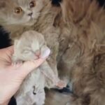 Blh lilac kittens in Manchester