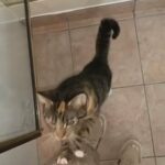 Female Bengal Cross 9 Months Old in Burnley