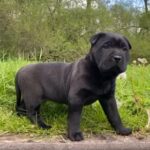Staffy Crossss in London
