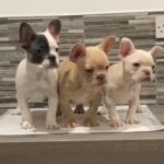 Heavily Reduced Top Quality French Bulldogs in Birmingham