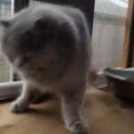 British Shorthair Queen in Bradford