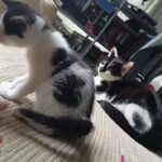 female kitten for sale 23RD MAY in Wirral