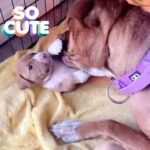 American Bully Pup in Leicester