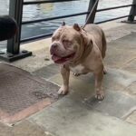 Stud - American pocket Bully in Manchester