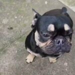 French bulldog fluffy in Manchester